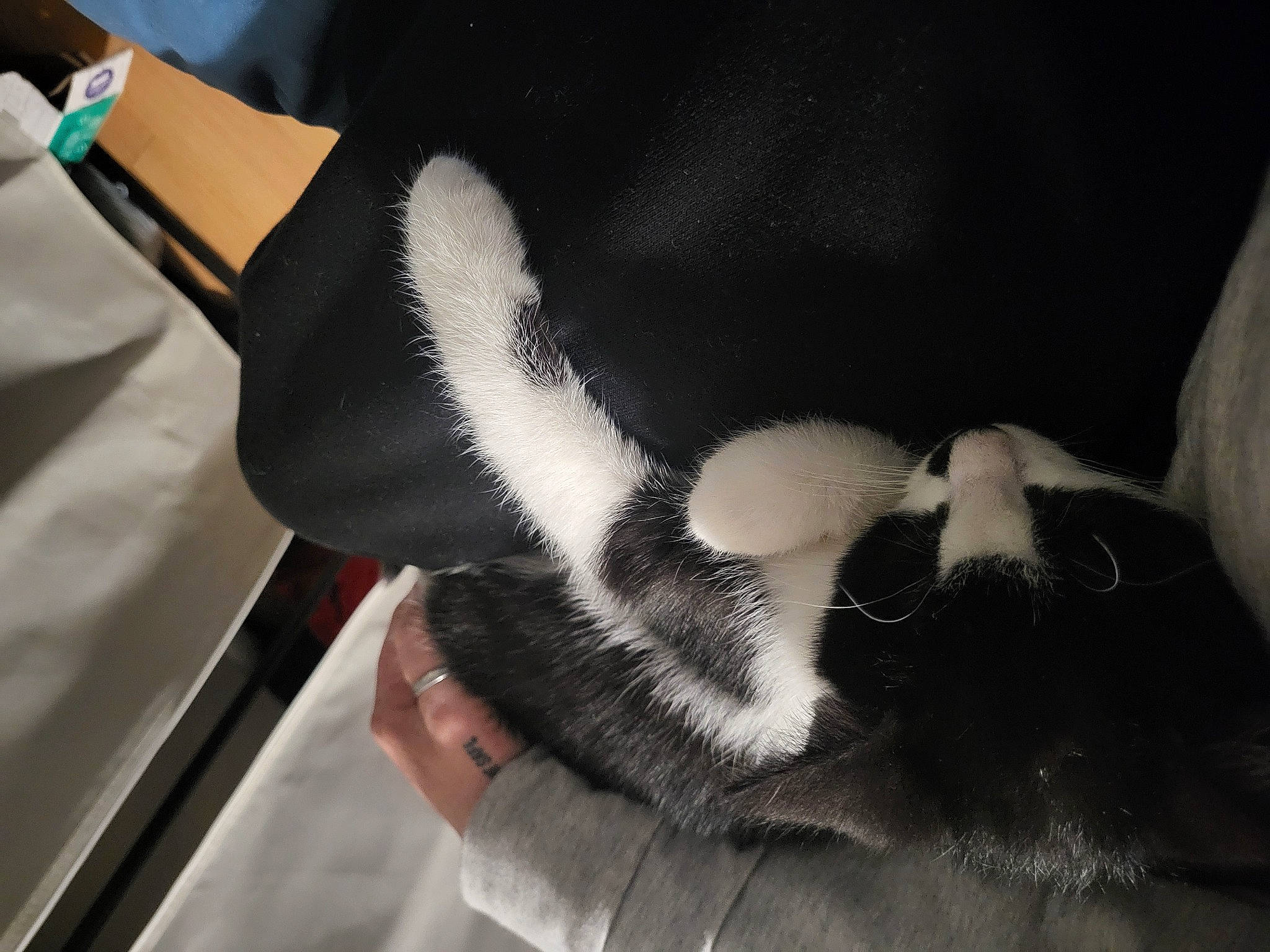 Orion is registered to the contest to win money with this photo: carnivore, comfort, dog_breed, eyewear, fashion_accessory, felidae, finger, foot, fur, gesture, glove, human_leg, nail, personal_protective_equipment, small_to_medium_sized_cats, snout, sunglasses, thigh, whiskers, wrist