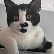 Orion North Kennedy is registered to the contest to win money with this photo: cat, tuxedo_cat, black_and_white, close_up, whiskers, ears, green_eyes, nose, paw, fur, portrait, indoor, curious, sitting, front_legs, feline, adorable, face, muzzle, pet