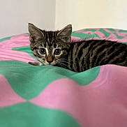 Mia is registered to the contest to win money with this photo: kitten, cat, tabby, bedspread, pink, green, animal, pet, cute, feline, young, small, whiskers, ears, fur, alert, indoor, cozy, resting, curious