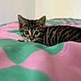 kitten, cat, tabby, bedspread, pink, green, animal, pet, cute, feline, young, small, whiskers, ears, fur, alert, indoor, cozy, resting, curious
