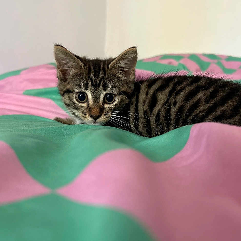 Mia is registered to the contest to win money with this photo: alert, animal, bedspread, cat, cozy, curious, cute, ears, feline, fur, green, indoor, kitten, pet, pink, resting, small, tabby, whiskers, young
