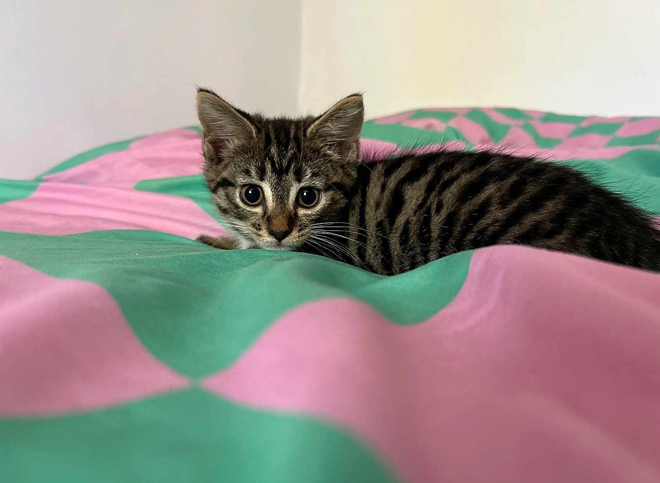 Mia is registered to the contest to win money with this photo: kitten, cat, tabby, bedspread, pink, green, animal, pet, cute, feline, young, small, whiskers, ears, fur, alert, indoor, cozy, resting, curious