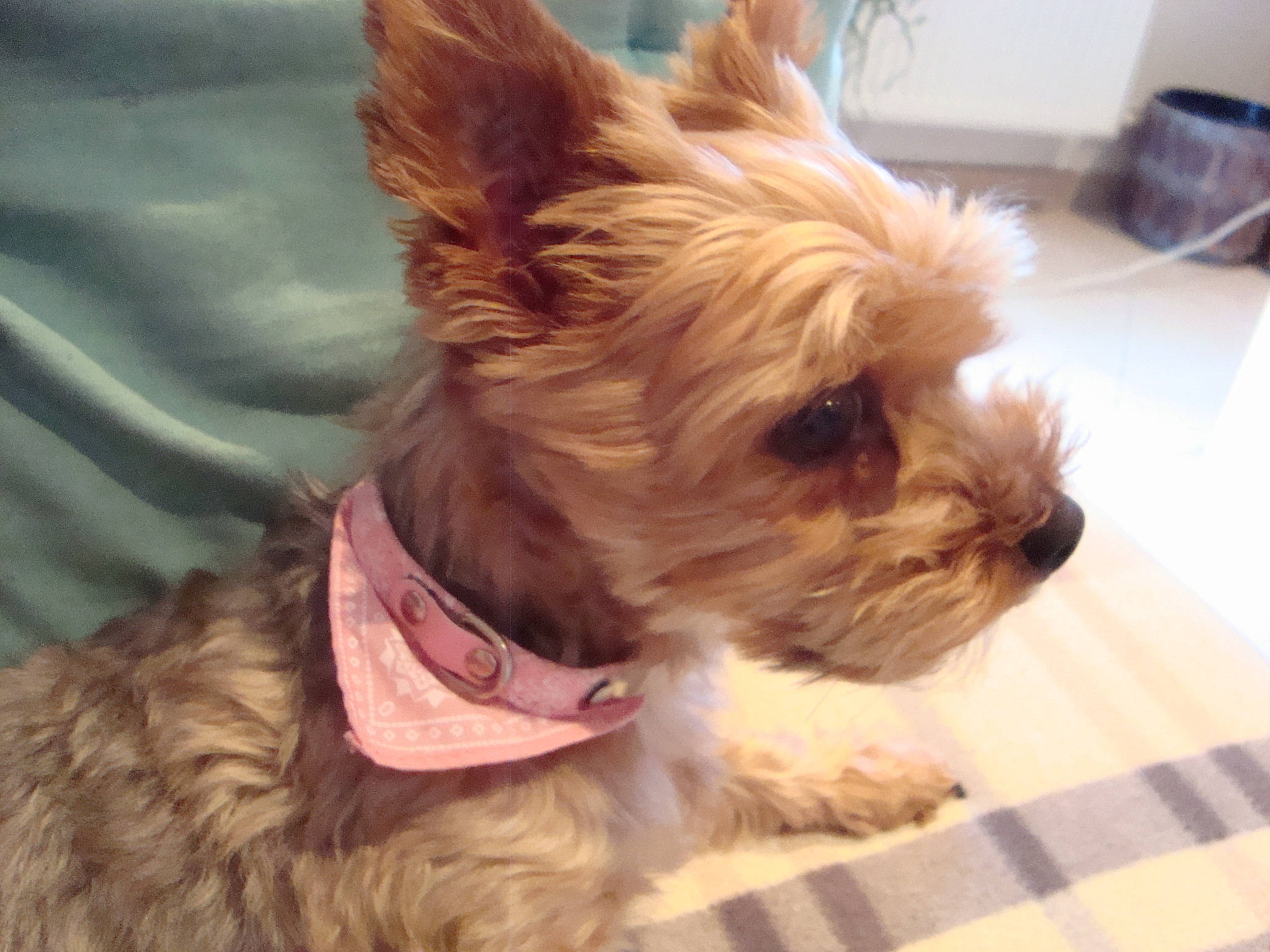 Chipie a rejoint le concours — aidez-le/la à gagner de superbes lots ! carnivore, collar, companion_dog, dog, dog_breed, dog_clothes, dog_collar, dog_supply, ear, fawn, fur, liver, pet_supply, plaid, small_terrier, snout, tartan, toy_dog, working_animal, yorkshire_terrier