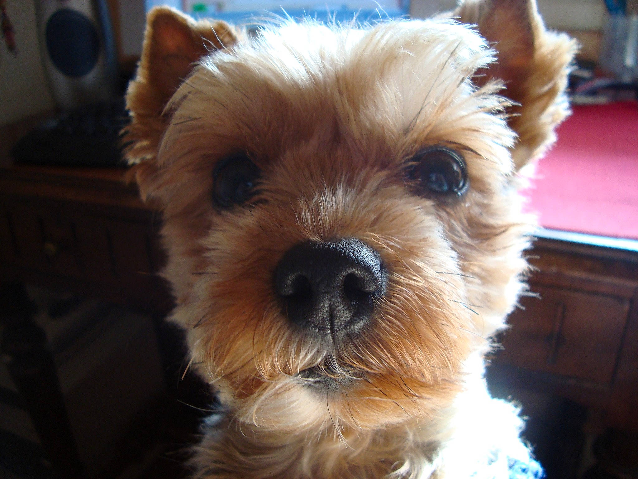 Chipie participe au concours pour gagner de l'argent avec cette photo : biewer_terrier, canidae, carnivore, companion_dog, dog, dog_breed, dog_collar, flooring, fur, maltepoo, paw, small_terrier, snout, sporting_group, terrestrial_animal, terrier, toy, toy_dog, whiskers, working_animal