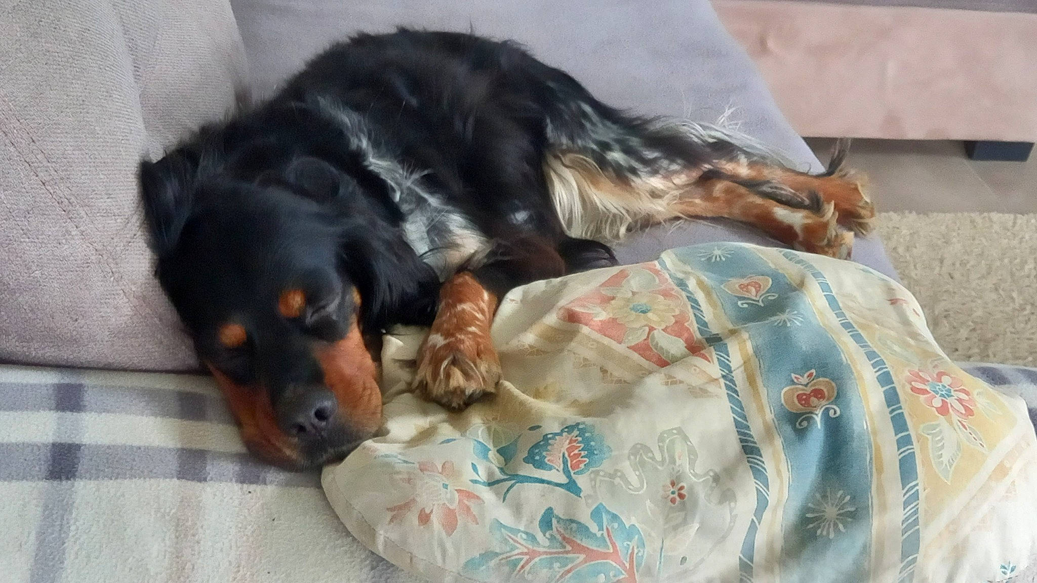 Lyla participe au concours pour gagner de l'argent avec cette photo : canidae, carnivore, comfort, companion_dog, dog, dog_breed, dog_supply, fur, guard_dog, linens, liver, nap, paw, puppy, sleep, sporting_group, terrestrial_animal, working_animal, working_dog