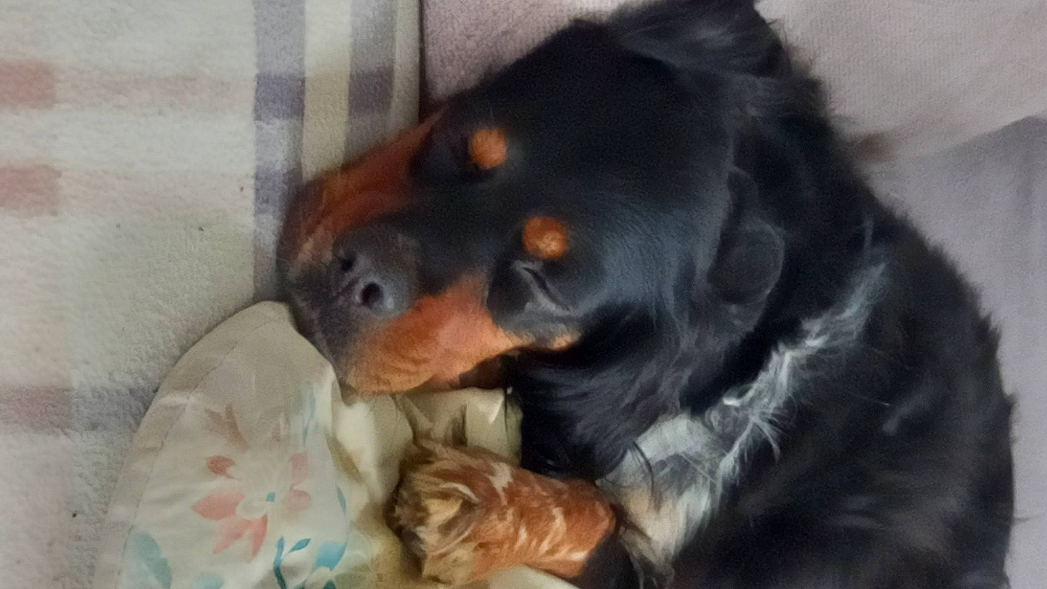 Lyla a rejoint le concours — aidez-le/la à gagner de superbes lots ! canidae, carnivore, comfort, companion_dog, dog, dog_breed, dog_supply, ear, fur, guard_dog, hunting_dog, liver, paw, snout, sporting_group, terrestrial_animal, working_dog