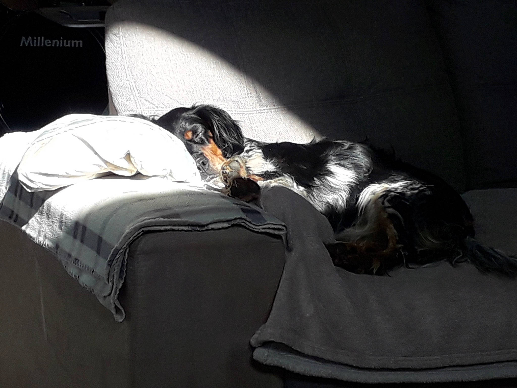 Lyla a rejoint le concours — aidez-le/la à gagner de superbes lots ! bed, bedding, canidae, carnivore, comfort, companion_dog, couch, dog, dog_breed, felidae, fur, grey, linens, nap, room, small_to_medium_sized_cats, sporting_group, tail, tints_and_shades, whiskers