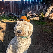 Pete joined the competition — help win amazing prizes! dog, curly_fur, hat, cowboy_hat, outdoor, backyard, sunlight, fence, tree, grass, pet, animal, sitting, canine, nature, collar, brown, beige, shadow, daytime