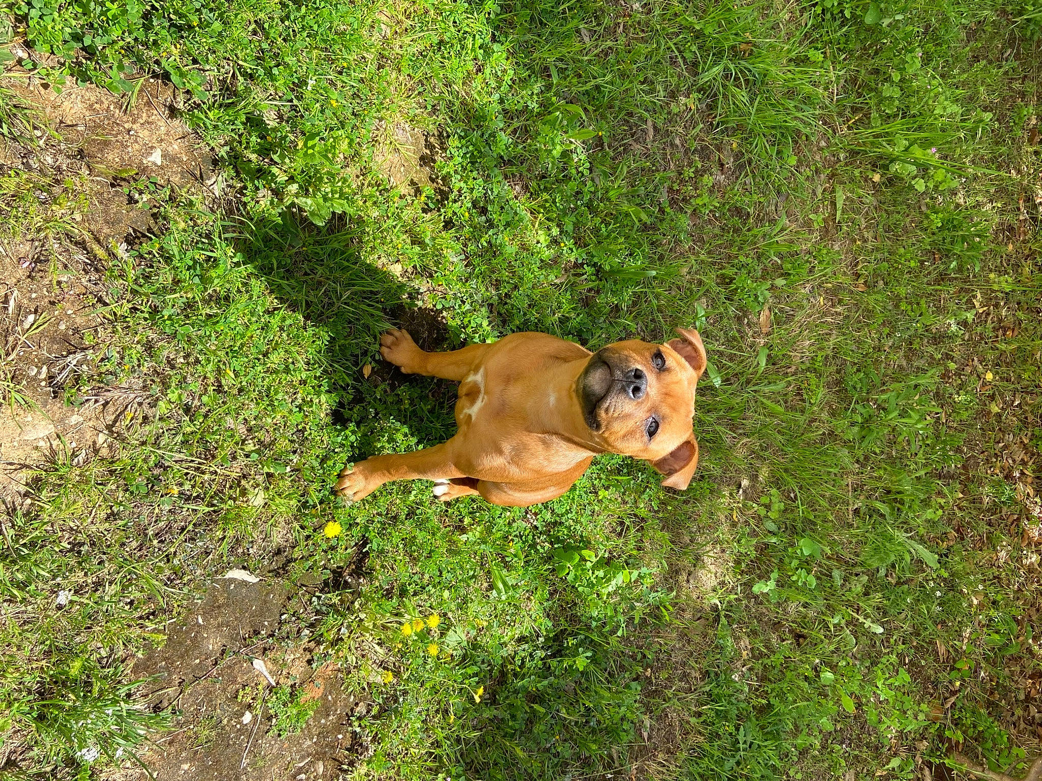 Layka participe au concours pour gagner de l'argent avec cette photo : adventure, canidae, carnivore, companion_dog, dog, dog_breed, fawn, grass, grassland, groundcover, meadow, pasture, plant, snout, soil, sporting_group, tail, terrestrial_animal, vertebrate, working_animal