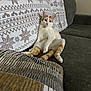cat, sitting, couch, indoor, relaxed, white_and_orange_cat, patterned_blanket, cushion, furniture, pet, curious, cozy, home, feline, domestic_animal, resting, looking, cute, animal, comfortable