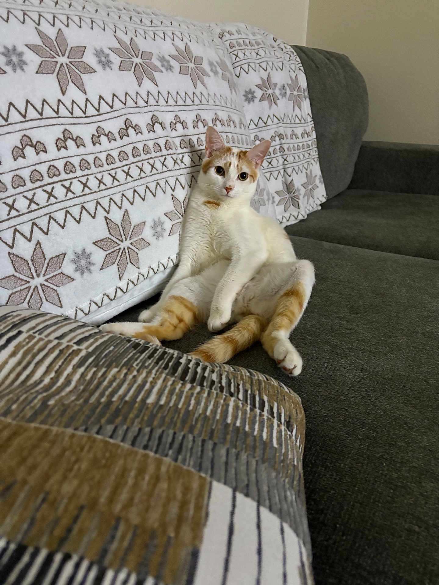 Gary is registered to the contest to win money with this photo: cat, sitting, couch, indoor, relaxed, white_and_orange_cat, patterned_blanket, cushion, furniture, pet, curious, cozy, home, feline, domestic_animal, resting, looking, cute, animal, comfortable