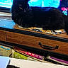 animal, background_blur, black_cat, books, cat, cat_pattern, close_up, cloth, desk, domestic_cat, electronics, feline, furry, indoor, lounge, pet, resting, table, wooden_surface, yellow_eyes