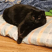 Lilly is registered to the contest to win money with this photo: black_cat, cat, pet, cushion, striped, floor, wood_floor, shoe, croc, blanket, indoor, relaxed, stretching, furry, animal, domestic, cozy, resting, home, comfort