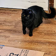Sally is registered to the contest to win money with this photo: black_cat, cat, cardboard_box, wooden_floor, door, indoor, pet, feline, animal, yellow_eyes, fur, tail, flooring, box, home, curious, domestic, close_up, standing, quiet