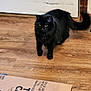 black_cat, cat, cardboard_box, wooden_floor, door, indoor, pet, feline, animal, yellow_eyes, fur, tail, flooring, box, home, curious, domestic, close_up, standing, quiet