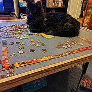 Sally is registered to the contest to win money with this photo: black_cat, carpet, cat, cozy, curious, furniture, home, indoor, jigsaw_puzzle, living_room, objects, pet, puzzle, relaxing, scattered_pieces, shelf, sitting, table, television, wood