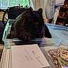 Sally joined the competition — help win amazing prizes! black_cat, cat, clutter, cozy, curtains, daylight, domestic_animal, envelopes, fan, furniture, indoor, paper, pet, plastic_tray, relaxed, sitting, stationery, table, trees, window