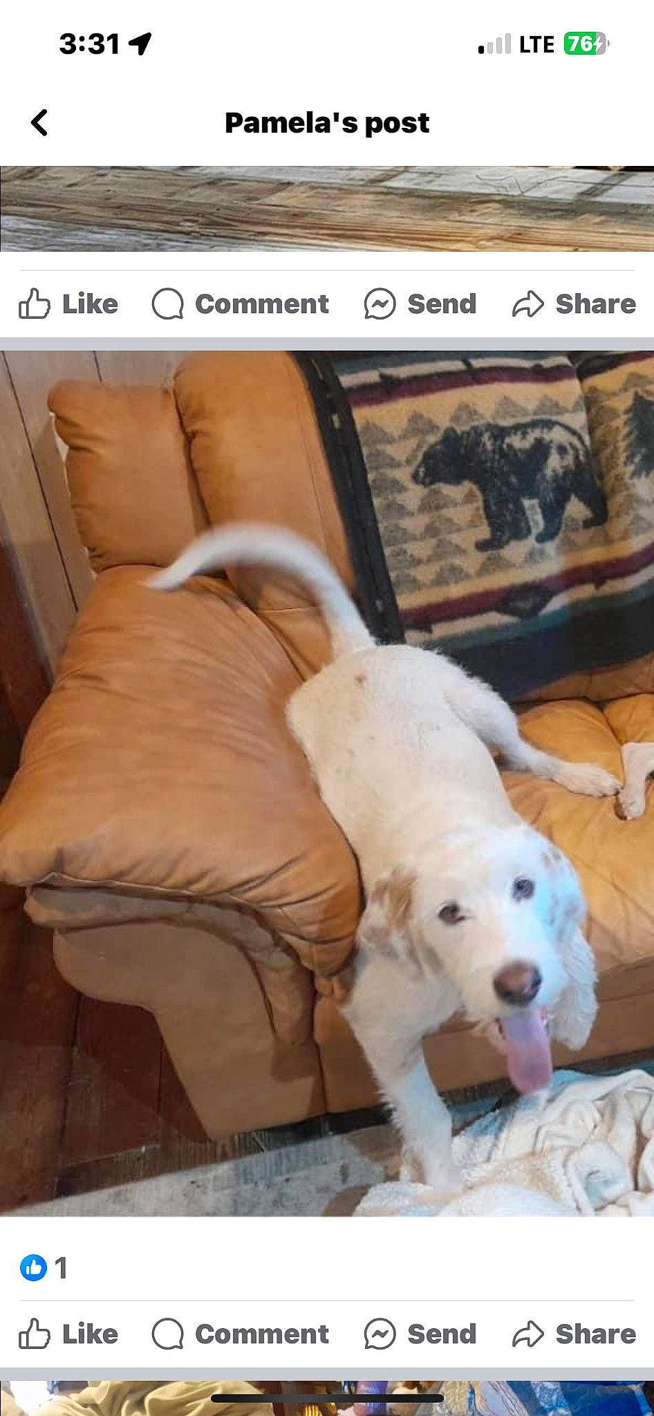 Sebastian joined the competition — help win amazing prizes! carnivore, comfort, companion_dog, couch, dog, dog_breed, dog_supply, fawn, floor, flooring, fur, hardwood, linens, livestock_guardian_dog, pet_supply, picture_frame, room, snout, wood, working_animal