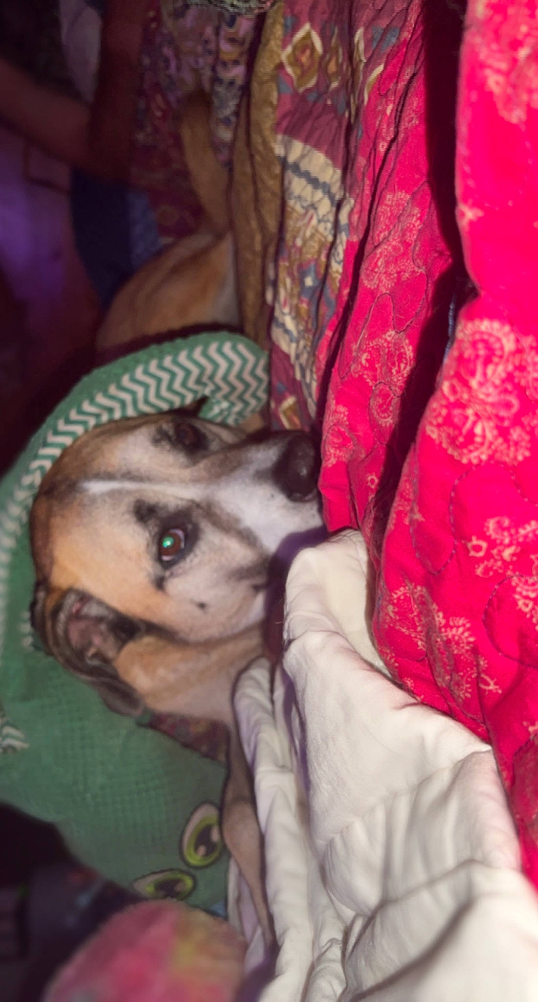 Cypress joined the competition — help win amazing prizes! canidae, carmine, carnivore, child, comfort, companion_dog, dog_breed, fawn, felidae, flesh, fur, linens, magenta, pattern, room, small_to_medium_sized_cats, snout, sporting_group, textile, whiskers