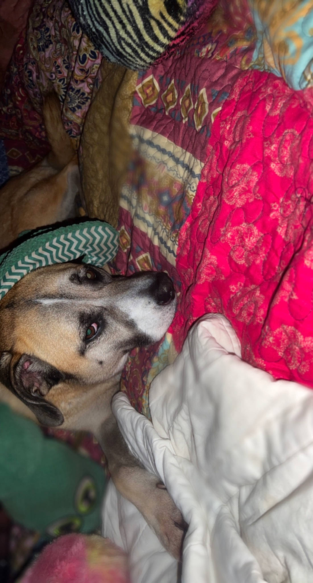 Cypress is registered to the contest to win money with this photo: bedding, canidae, carnivore, comfort, companion_dog, couch, dog, dog_breed, dog_supply, ear, fawn, fur, linens, nap, non_sporting_group, pattern, sleeve, snout, sporting_group, whiskers