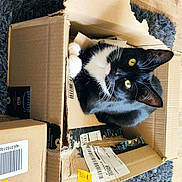 Bobbie joined the competition — help win amazing prizes! black_cat, box, cardboard, carnivore, cat, domestic_short_haired_cat, european_shorthair, felidae, kitten, paper_product, photo_caption, polydactyl_cat, small_to_medium_sized_cats, whiskers
