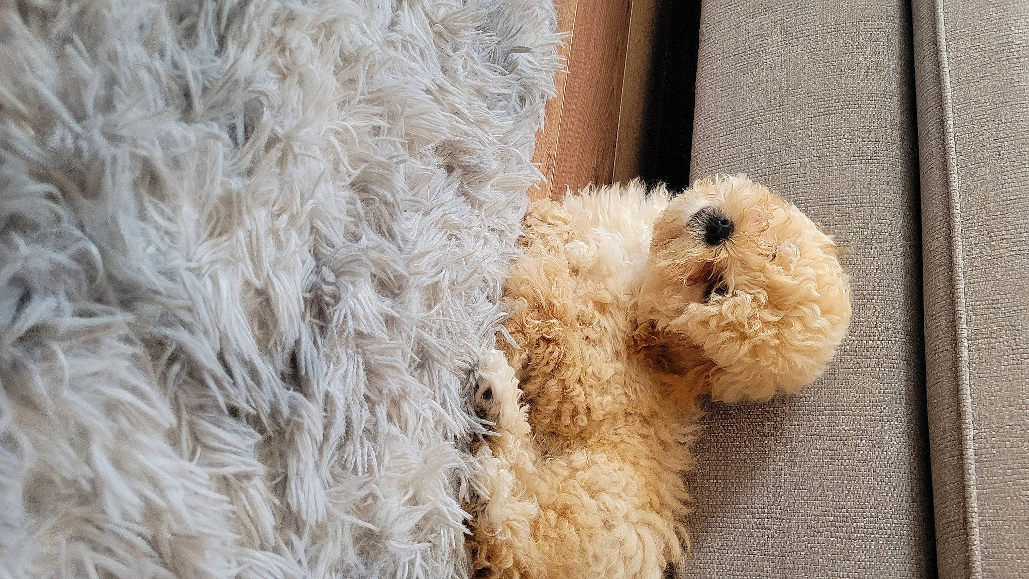 Albie is registered to the contest to win money with this photo: canidae, companion_dog, dog_breed, door, fawn, fur, livestock, natural_material, non_sporting_group, poodle, sheep, terrestrial_animal, toy, water_dog, wool, working_animal