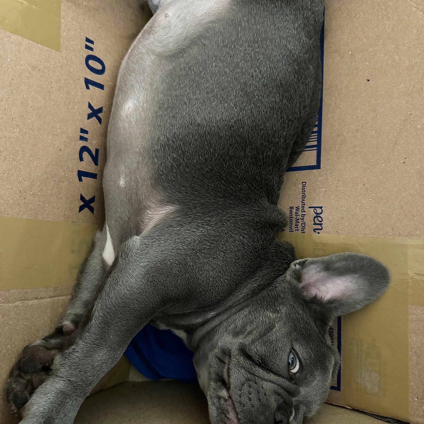 Blitz is registered to the contest to win money with this photo: animal, box, canine, cardboard_box, closeup, cute, dog, ears, french_bulldog, fur, gray, indoor, paw, pet, portrait, puppy, relaxed, resting, sleeping, snout