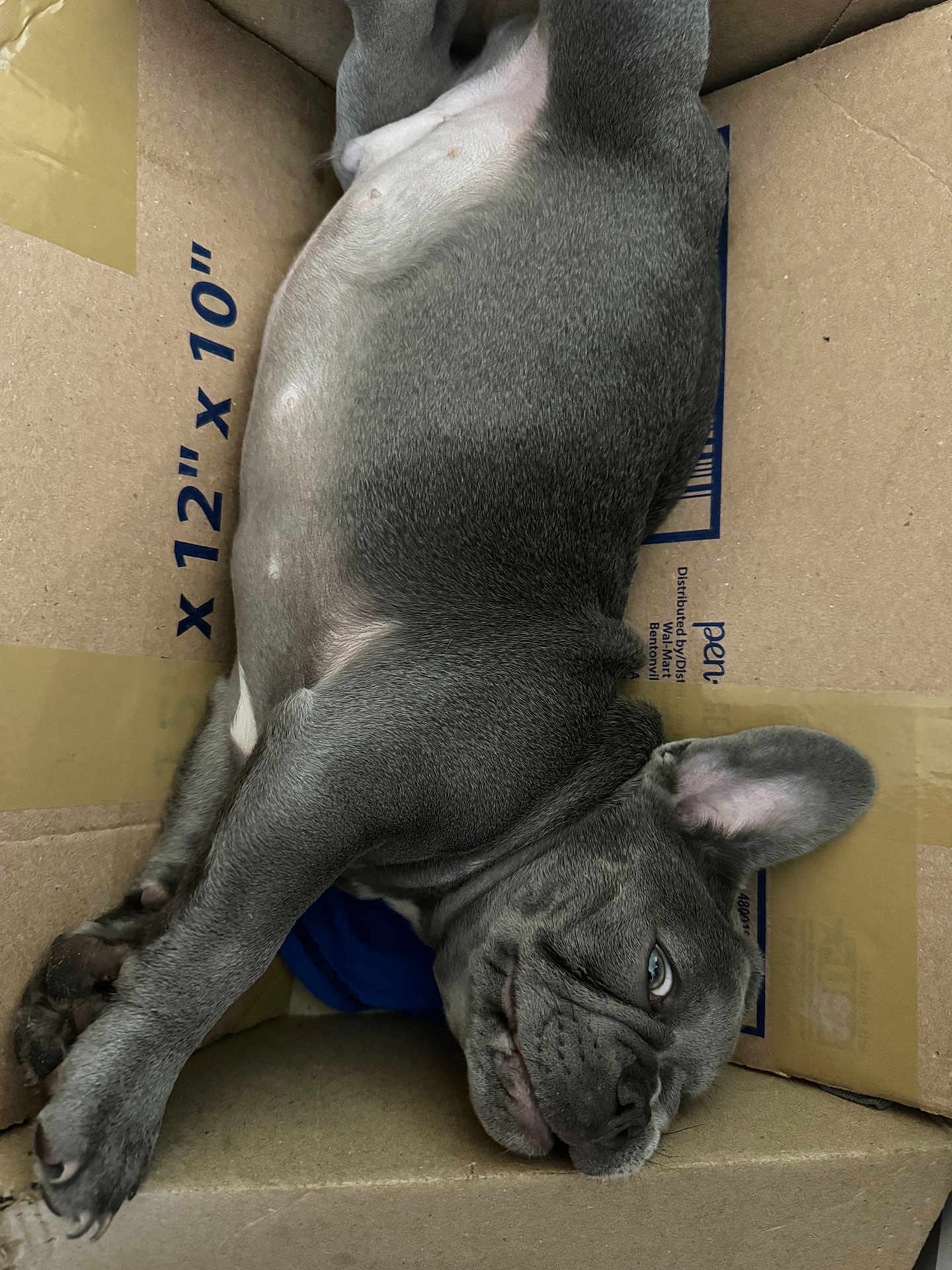 Blitz is registered to the contest to win money with this photo: dog, french_bulldog, puppy, gray, sleeping, cardboard_box, indoor, pet, canine, cute, animal, resting, fur, ears, paw, snout, box, closeup, relaxed, portrait