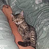 Chocolat participe au concours pour gagner de l'argent avec cette photo : animal, baby, bed, bedroom, blanket, cat, couch, cushion, face, furniture, head, homedecor, indoors, kitten, person, pet, photography, quilt, room, sleeping