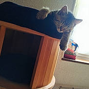 Chocolat a rejoint le concours — aidez-le/la à gagner de superbes lots ! abyssinian, animal, box, cat, closet, couch, cupboard, den, doghouse, drawer, furniture, hardwood, indoors, kennel, kitten, manx, pet, plywood, shelf, wood