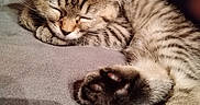 Chocolat participe au concours pour gagner de l'argent avec cette photo : abyssinian, animal, armchair, baby, blanket, canine, cat, chair, couch, dog, furniture, kitten, manx, person, pet, siamese, sleeping