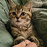 Chocolat a rejoint le concours — aidez-le/la à gagner de superbes lots ! abyssinian, accessories, animal, blanket, bodypart, bracelet, cat, couch, face, furniture, head, jewelry, kitten, manx, person, pet, photography, portrait, quilt, ring