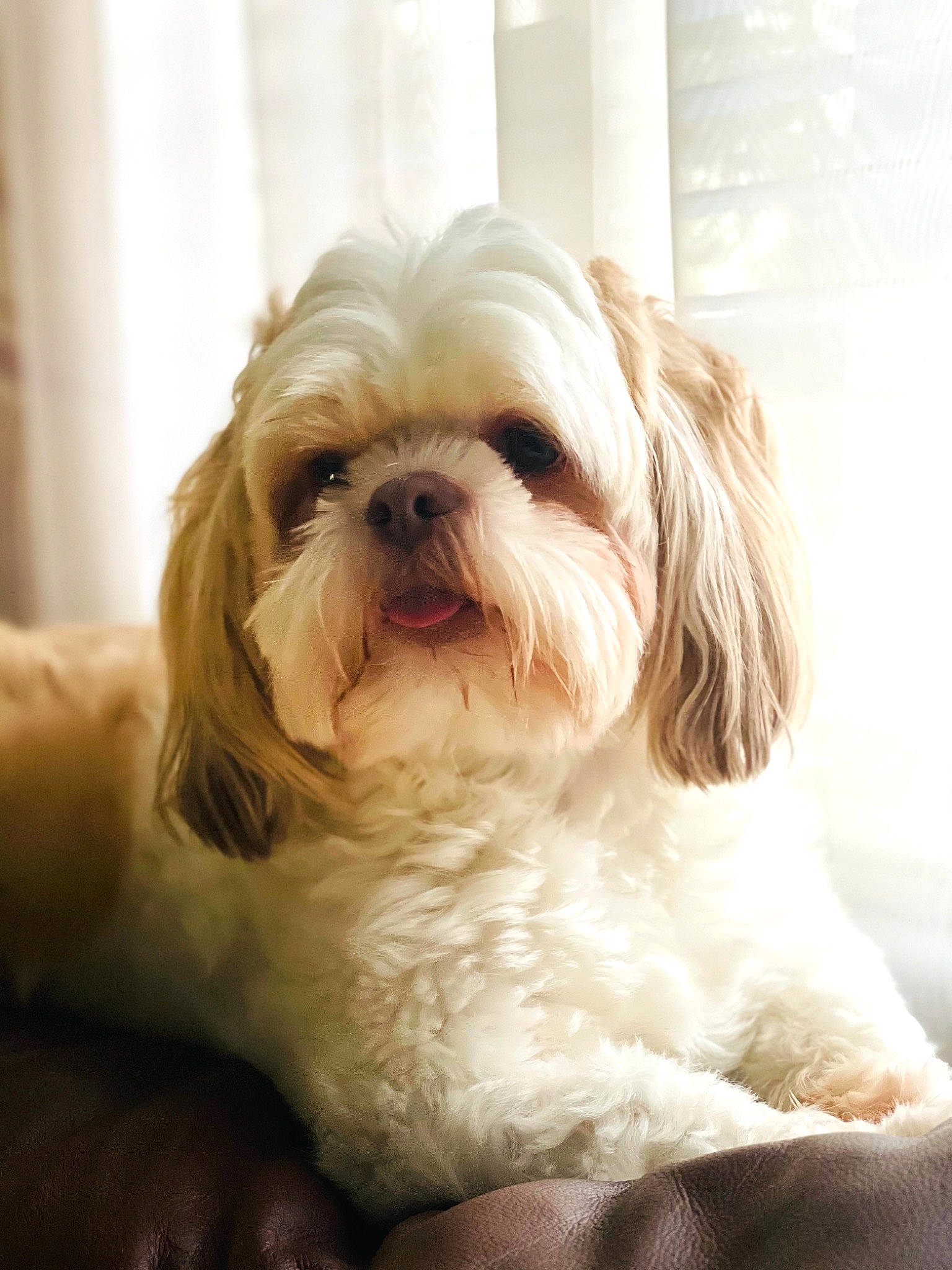 Bamboo is registered to the contest to win money with this photo: biewer_terrier, canidae, carnivore, comfort, companion_dog, dog, dog_breed, fawn, fur, liver, mal_shi, maltepoo, shih_poo, shih_tzu, small_terrier, snout, sporting_group, terrier, toy_dog, working_animal
