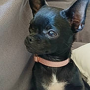 Nala participe au concours pour gagner de l'argent avec cette photo : alert, animal, black_dog, canine, close_up, collar, couch, cute, dog, domestic_animal, ears, fur, furniture, indoor, pet, pet_accessory, portrait, puppy, sitting, small_dog