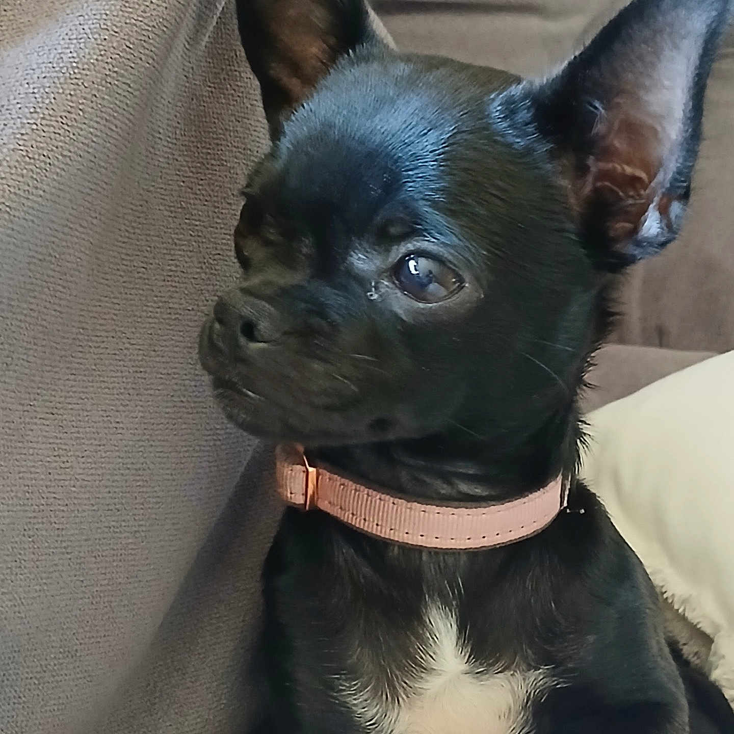 Nala