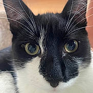 Miguel is registered to the contest to win money with this photo: animal, black_and_white, blurred_background, cat, close_up, curious, cute, domestic_animal, eyes, face, feline, fur, head, indoor, looking, mammal, pet, portrait, soft_light, whiskers