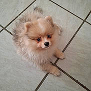 Kygo a rejoint le concours — aidez-le/la à gagner de superbes lots ! dog, puppy, pomeranian, fluffy, cute, pet, animal, small, fur, face, eyes, ears, sitting, indoor, tile_floor, adorable, canine, nose, young, companion