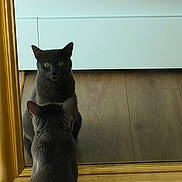 Perle participe au concours pour gagner de l'argent avec cette photo : cat, mirror, reflection, gray_cat, feline, indoor, wooden_floor, yellow_blanket, bedroom, furniture, curtain, pet, animal, looking, sitting, closeup, domestic_cat, eyes, ears, quiet