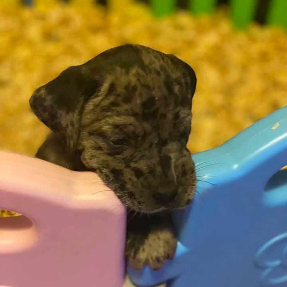 Kaos is registered to the contest to win money with this photo: canidae, carnivore, companion_dog, dog, dog_breed, fawn, felidae, grass, paw, pet_supply, small_to_medium_sized_cats, snout, soil, sporting_group, tail, terrestrial_animal, toy, toy_dog, whiskers, working_animal