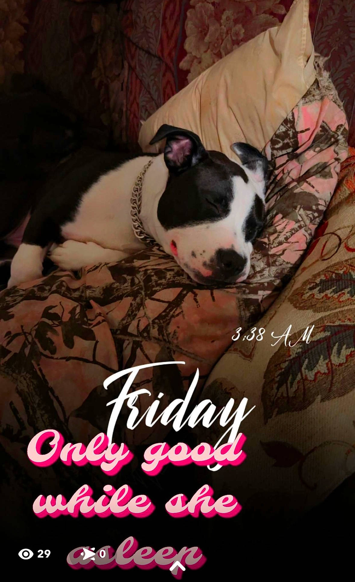 Cruella is registered to the contest to win money with this photo: boston_terrier, canidae, carmine, carnivore, comfort, companion_dog, darkness, dog, dog_breed, dog_supply, event, fawn, font, happy, pet_supply, photo_caption, pink, snout, sporting_group, toy_dog