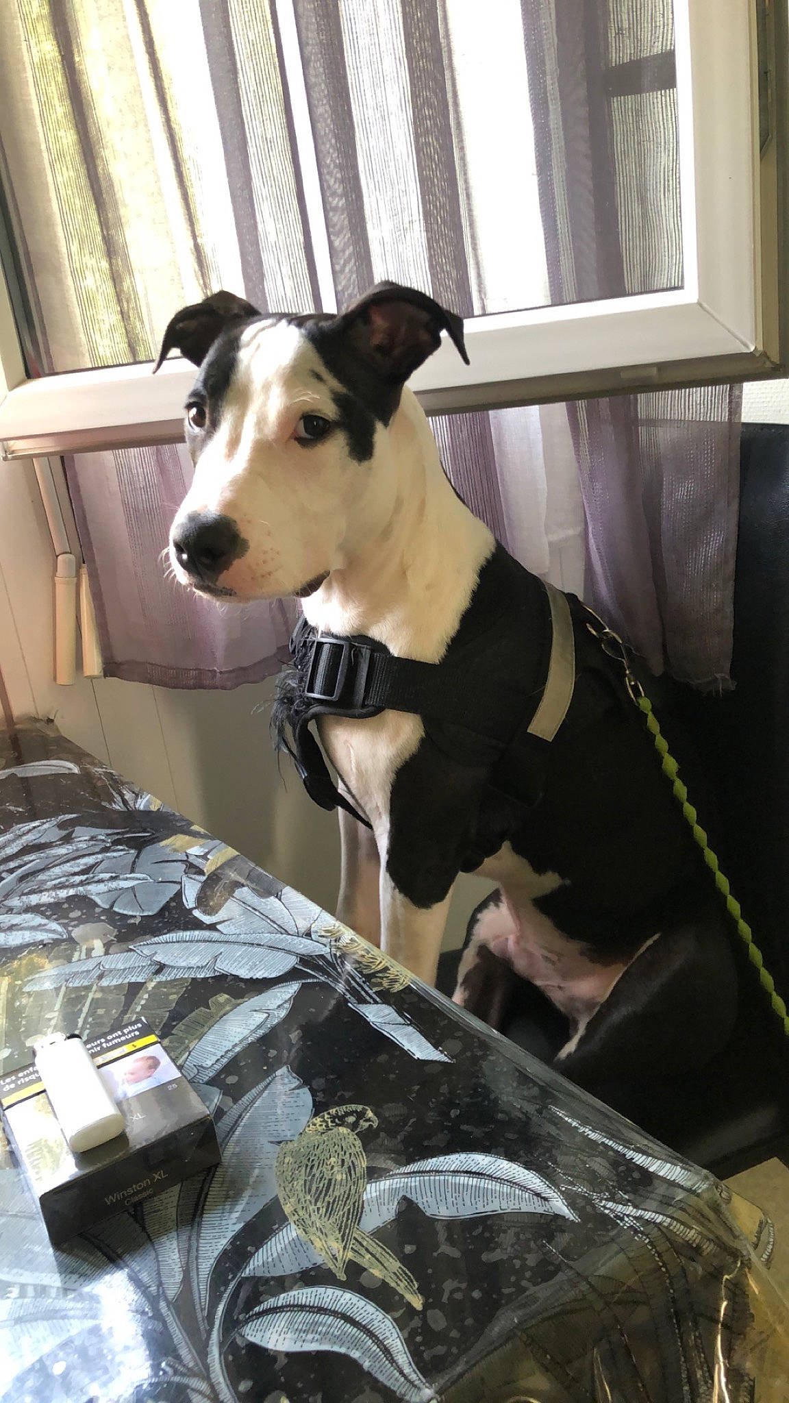 Marley a rejoint le concours — aidez-le/la à gagner de superbes lots ! canidae, carnivore, collar, comfort, companion_dog, dog, dog_breed, dog_collar, dog_supply, fawn, linens, non_sporting_group, pattern, pet_supply, sleeve, snout, sporting_group, terrestrial_animal, window, working_animal