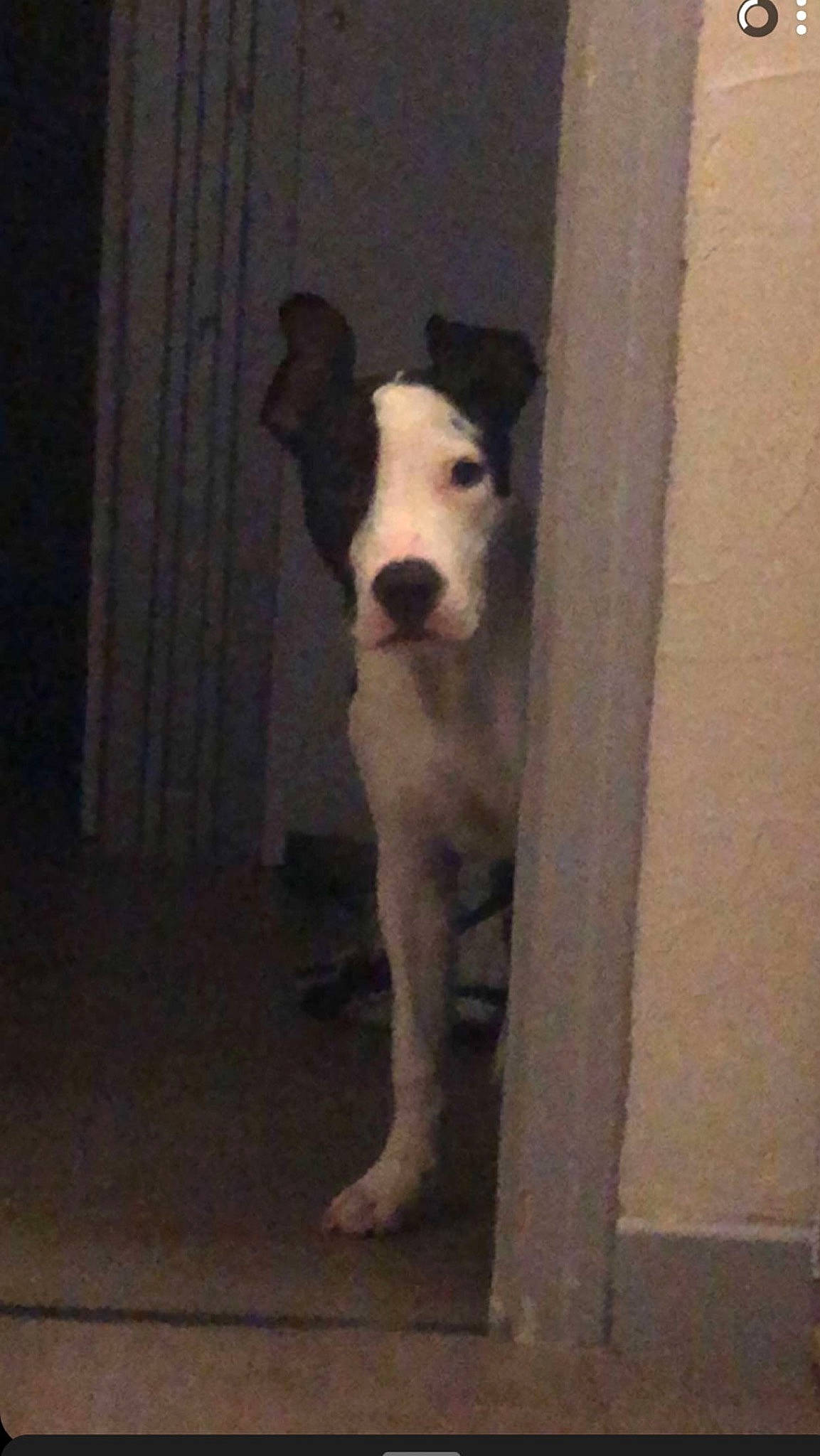 Marley a rejoint le concours — aidez-le/la à gagner de superbes lots ! canidae, carnivore, companion_dog, dog, dog_breed, flooring, hardwood, non_sporting_group, pet_supply, snout, sporting_group, tail, terrestrial_animal, whiskers, wood, working_animal