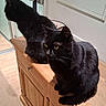 animal, black_cat, cat, domestic_animal, ears, feline, fur, furniture, home, indoor, pet, reflection, sitting, soft_light, tail, two_cats, wall, whiskers, wooden_cabinet, yellow_eyes