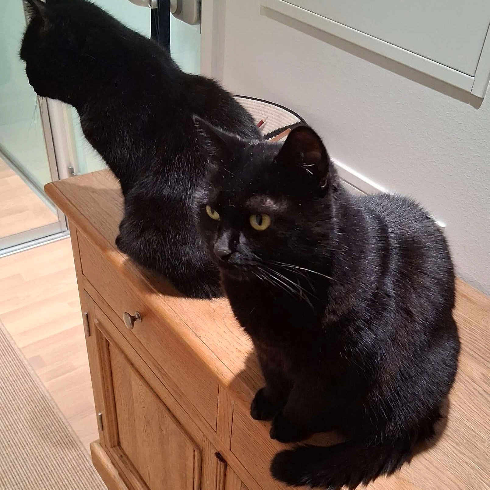 Lennu Ja Iita joined the competition — help win amazing prizes! animal, black_cat, cat, domestic_animal, ears, feline, fur, furniture, home, indoor, pet, reflection, sitting, soft_light, tail, two_cats, wall, whiskers, wooden_cabinet, yellow_eyes