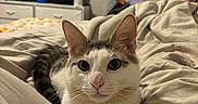 Kitty joined the competition — help win amazing prizes! cat, bed, blanket, indoor, feline, pet, fur, whiskers, ears, eyes, nose, paws, resting, domestic, cozy, bedroom, furniture, television, dresser, curious