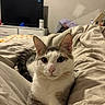 cat, bed, blanket, indoor, feline, pet, fur, whiskers, ears, eyes, nose, paws, resting, domestic, cozy, bedroom, furniture, television, dresser, curious
