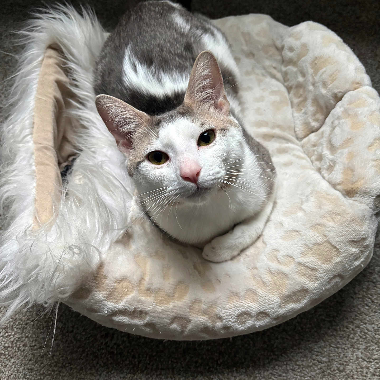 Kitty