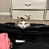 Kitty joined the competition — help win amazing prizes! cat, suitcase, pink_clothing, drawer, carpet, indoor, curious, pet, feline, peek, home, room, storage, handle, fabric, animal, domestic, resting, light, furniture