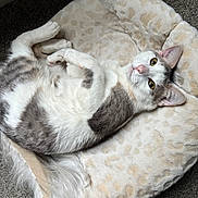 Kitty is registered to the contest to win money with this photo: cat, pet_bed, white_fur, gray_fur, yellow_eyes, indoor, carpet, relaxed, animal, cute, domestic_cat, whiskers, paw, feline, resting, soft_texture, cozy, looking_up, fur_pattern, comfortable