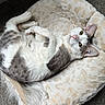 cat, pet_bed, white_fur, gray_fur, yellow_eyes, indoor, carpet, relaxed, animal, cute, domestic_cat, whiskers, paw, feline, resting, soft_texture, cozy, looking_up, fur_pattern, comfortable
